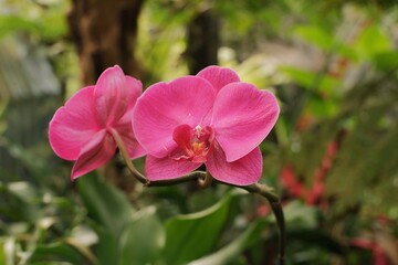 Elegant white Phalaenopsis orchid bloom 

