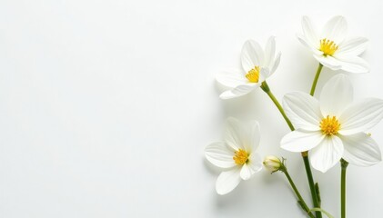 Fototapeta premium Delicate white flowers on pure white background, photography, image