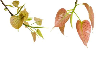 A cutout of a Bodhi tree leaf with clipping paths on white background. Symbol of peace mindfulness and enlightenment in many spiritual traditions.
