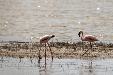 Safari im Ngorongoro Krater