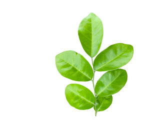 Cutout of a fig tree leaf with clipping paths on white background. Ideal for botanical projects and eco themed designs.