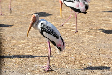 Milky Stork (Mycteria cinerea)