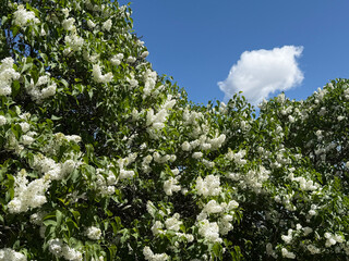 Fototapeta premium White Lilac blooming shrub in springtime
