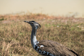Safari im Ngorongoro Krater