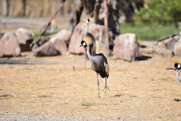 Grey crowned crane © RACHAN