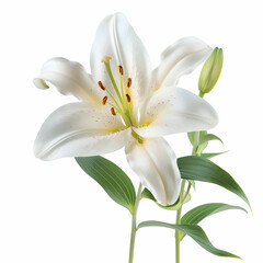 Obraz premium Elegant White Lily Flower with Green Leaves and Bud on Stem