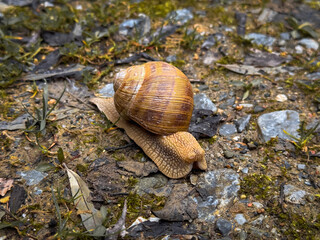 A snail makes its way across a rocky surface, navigating between pebbles and patches of greenery. The sun lights up the scene, showcasing nature's small wonders