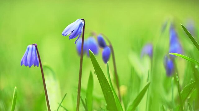 Blooming in a spring meadow, beautiful blue siberian squill flowers create a vibrant and colorful scene, showcasing the delicate beauty of nature and the essence of renewal