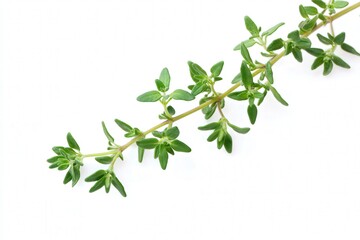 Fresh thyme sprig on white background, aromatic green culinary herb

