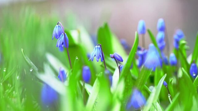 Blooming in a spring meadow, beautiful blue siberian squill flowers create a vibrant and colorful scene, showcasing the delicate beauty of nature and the essence of renewal