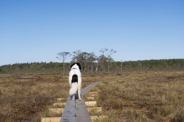 Konnu, Estonia - April 26 2025: Happy Landseer Dogs enjoying a Bog Landscape at Konnu Suursoo Mire. Spring Morning in Scenic Wetland, wooden duckboards running through dangerous Peat Moss, Swamp Grass