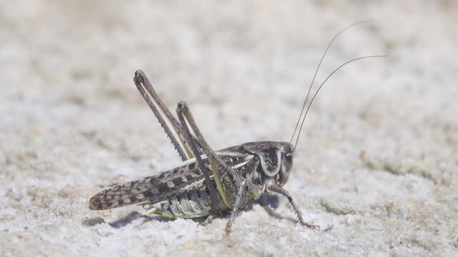 Southern wartbiter (Decticus albifrons) The grasshopper lives in saline steppe meadows and salt marshes in the marine steppe zone in Crimea. A voracious predator