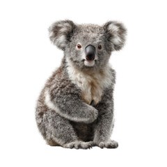 Fototapeta premium koala in front of white background