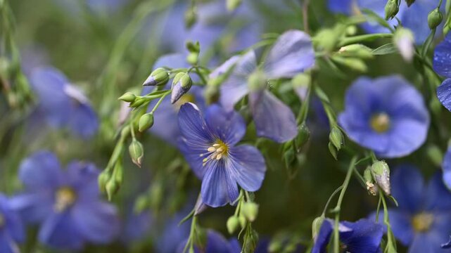 beautiful video of flax flowers
