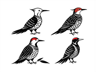 northern flicker sihouette black vector bundle