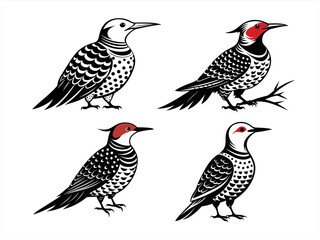 northern flicker sihouette black vector bundle