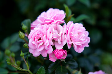 Delicate pink roses in the garden. Floral background. Close-up.