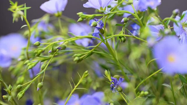 beautiful video of flax flowers