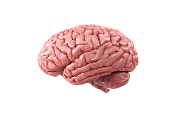 Anatomical model. Cerebrum, cerebellum, and brainstem visible. Realistic texture and shading on transparent background