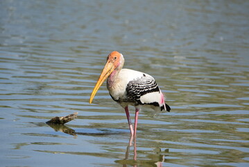 Milky Stork (Mycteria cinerea)
