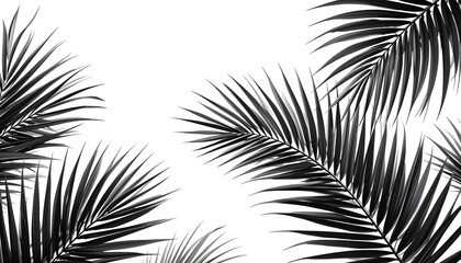 Obraz premium silhouette palm leaf pattern isolated white background
