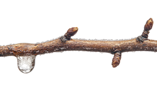 Frozen branch with a single ice droplet winter s delicate beauty pure white background macro shot