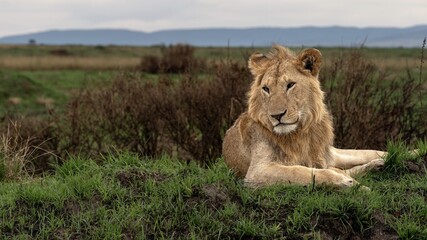 young lion on the grass