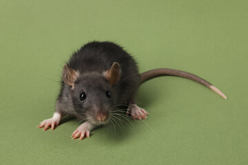 Cute rat on green background. Little pet