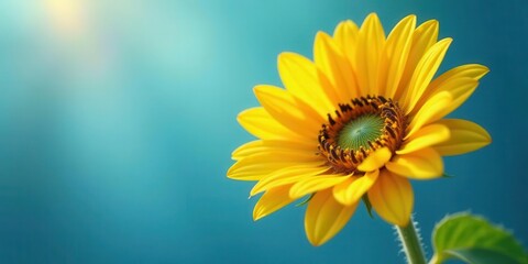 Fototapeta premium A Vibrant Yellow Sunflower Blossoms Against a Serene Teal Background, Bathed in Soft Sunlight