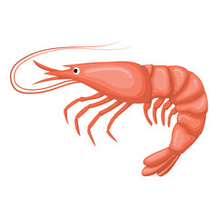 cute shrimp illustration