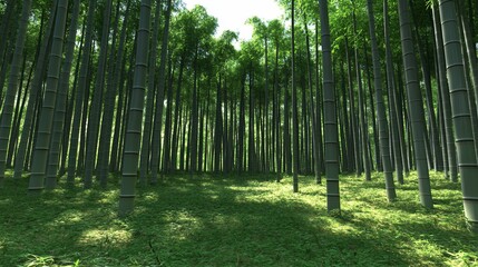 Fototapeta premium Lush green bamboo forest, sunlight dappling ground