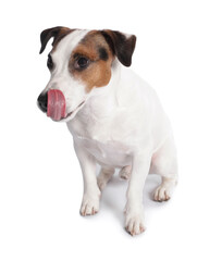 Obraz premium Cute Jack Russell Terrier dog sitting on white background