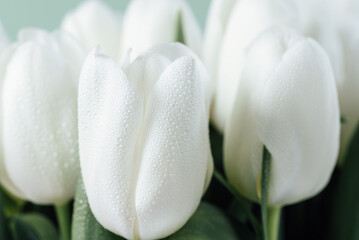 Mothers day, Valentines Day, Birthday celebration concept. Greeting card. Beautiful Bouquet of white delicate tulips. Copy space. Spring background. March 8, International Womens Day