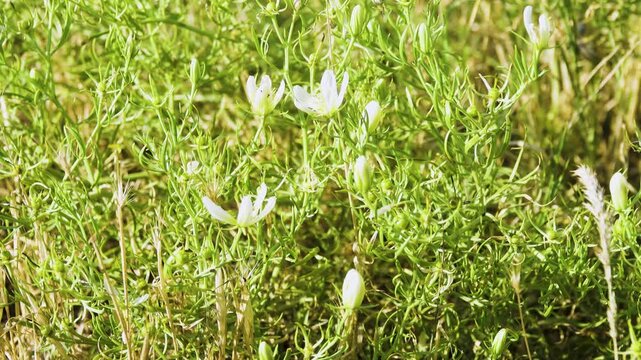 Syrian rue, Harmala (Peganum harmala) with flowers in flourishing form on disturbed lands (cattle breeding), pasture weed in coastal dunes, Sea of Azov. Noxious plant, energizer, shaman emetic root