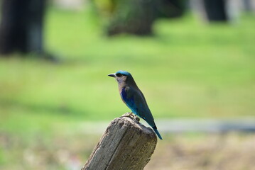 Indochinese roller