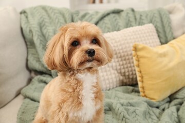 Cute Maltipoo dog on sofa at home