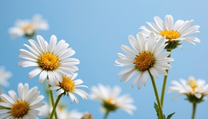 A serene photograph capturing a close up of delicate daisy flowers against a soft blue background, evoking a sense of tranquility and the beauty of nature in the summer season.