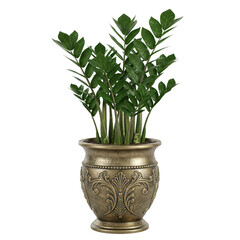 Obraz premium Zamioculcas Zamiifolia Plant in Ornate Pot