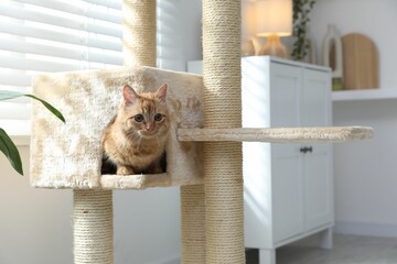 Fototapeta na wymiar Cute cat hiding in house on pet tree at home