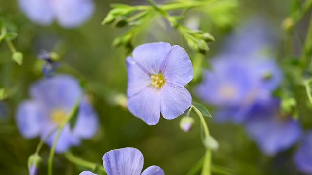 beautiful video of flax flowers