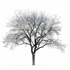 Isolated Tree Covered in Snow Against White Winter Background