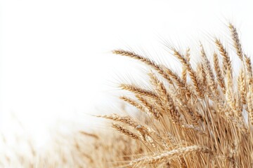 Fototapeta premium Golden wheat field under bright sunlight showcasing nature s beauty and harvest abundance