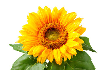 Obraz premium A bright, yellow sunflower is the focal point, leaves at base, isolated against a transparent background