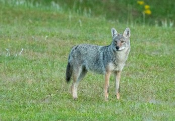 Eastern coyote in North Carolina on a grassy area