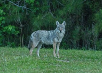 Eastern coyote in North Carolina on a grassy area