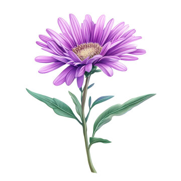 Aster clip art preview