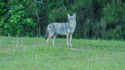 Obraz premium Eastern coyote in North Carolina on a grassy area