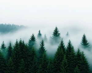 Fototapeta premium Haunting mist drifting through a dense forest, mountains looming in the distance under a pale sky