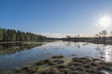 Estonia - April 26 2025: Spring in K&otilde;nnu Suursoo Mire. Scenic Wetland Landscape with Dangerous Floating Peat Moss and Typical Swamp Grass around Bog Pool named Pikklaugas in Soft Morning Light.