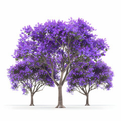 Obraz premium Vibrant Purple Flowering Trees Isolated on White Background